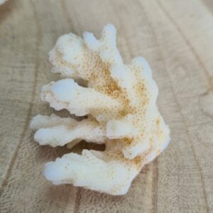 Coral 4 a 5 cm