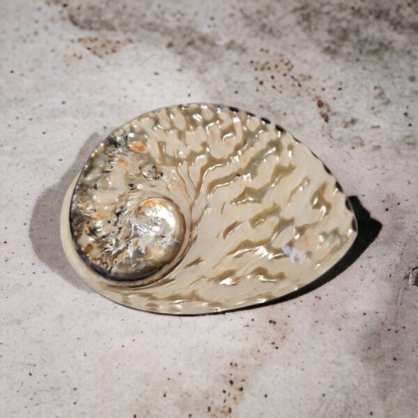 Concha Abalone Branco