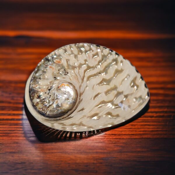Concha Abalone Branco