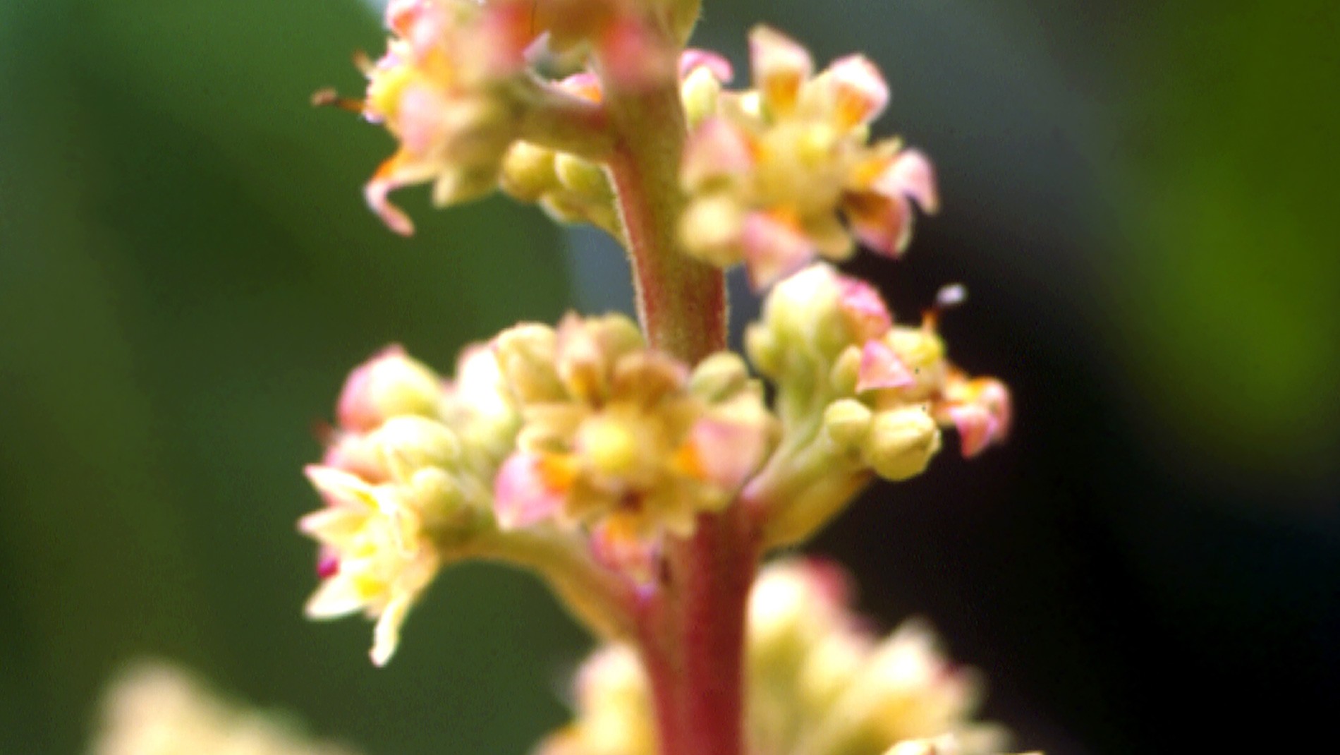 Floral Mangifera 10 ml