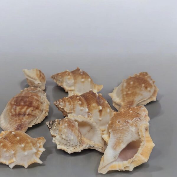 Búzios 5 a 8 cm