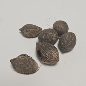 coquinho- Licuri