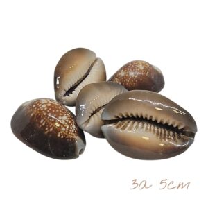 Buzio Castanho (UND) 3-5cm